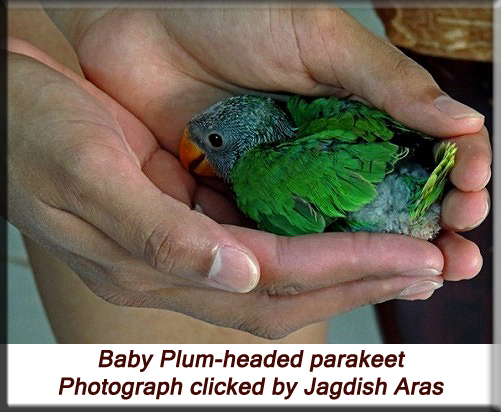 Devna Arora - Hand-rearing plum-headed parakeets